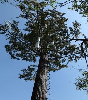 Telecom Pine Steel Single Tower