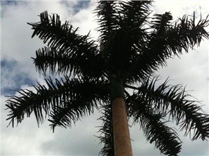 Tree Tower Camouflage Pine Palm Tree Communication Signal Tower