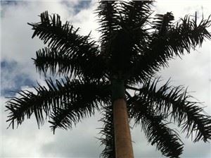 Camoufleret Pine Tree Telecommunication Tower
